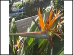 Blooming