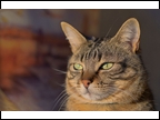 Nice Cat