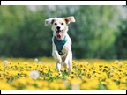 Happy Dog