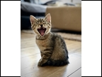 Laughing.