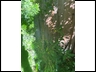 Damaged Tree